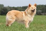 CHIEN FINNOIS DE LAPONIE 675